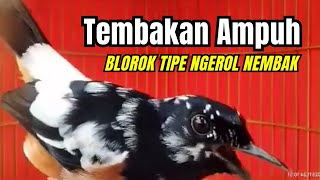 Download lagu ⚫ MURAI BATU BLOROK GACOR FULL ISIAN TEMBAKAN MEWAH PALING AMPUH MURAI BATU BONGKAR MATERI‼️ #129 mp3