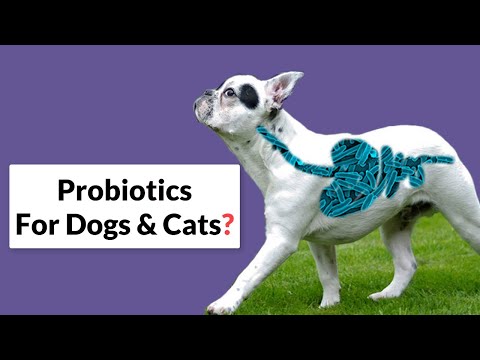 Probiotic for Pets! Is it Necessary?