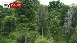 Climate change: UK &#39;needs one billion trees&#39;
