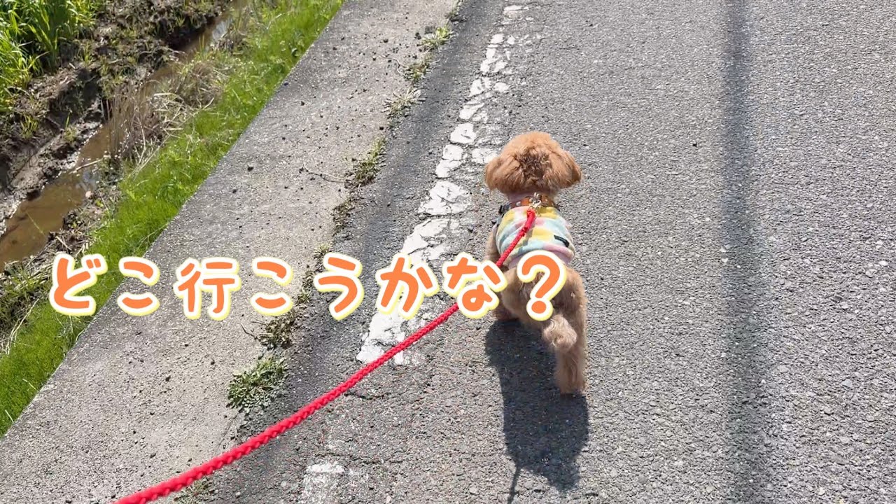 ララちゃんに行き先を任してみた