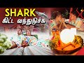 Shark Shark Shark Maldives Candle Light Dinner Myna Wings