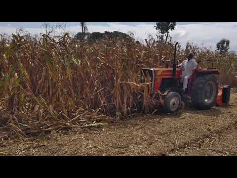 New Shaktimaan mulcher in corn Field