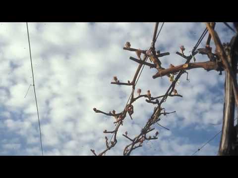 The Modified Munson Training System for Grapevines - Grape Video #19