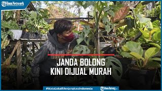 Download lagu Janda Bolong Kini Dijual Murah, Aglaonema Populer Lagi mp3