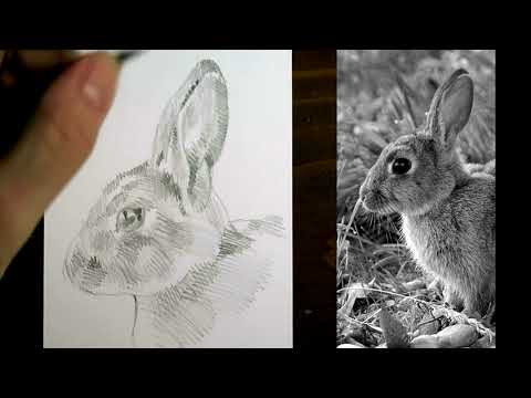 Drawing a bunny, step by step