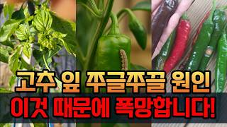 고추잎 쭈글쭈글 증상 진딧물·응애·총채벌레·담배나방·탄저병 한방에 해결