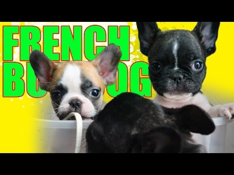 CUTTEST PUPPIES BARKING! French Bulldog HD