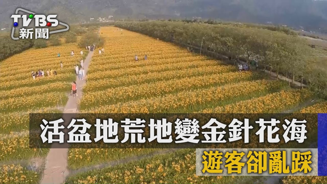 活盆地荒地變金針花海 遊客卻亂踩