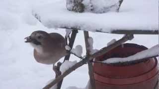 Jay peanut thief