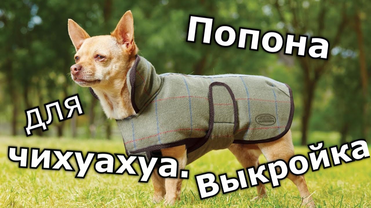 Выкройки одежды для собак! Чихуахуа одежда, комбинезон собака выкройка попона