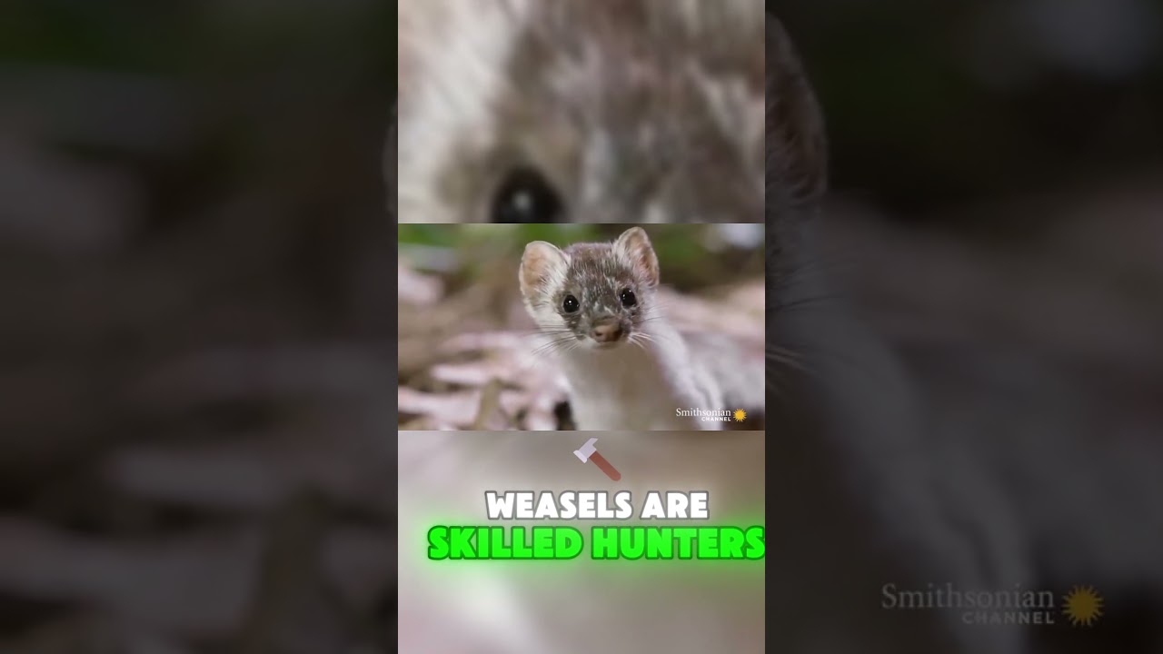 Sweet Hunters of Wild: Weasles