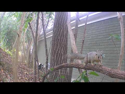 Squirrel snare