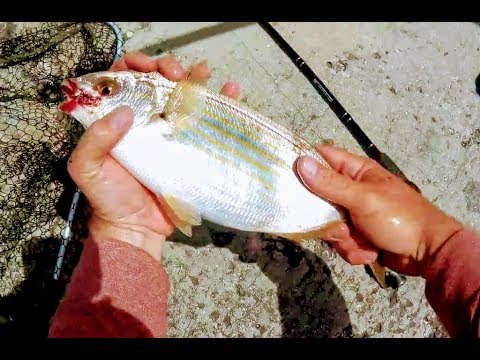 Phat Beast Salema Porgy 15 inch !!  ( Sarpa Salpa / Xilpa )