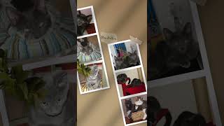 Blue as Capt. James T. Purrk of the UFS Kittyprise