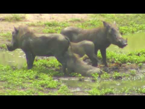 Djuma: Two Warthog adults and two young ones - 02/25/19