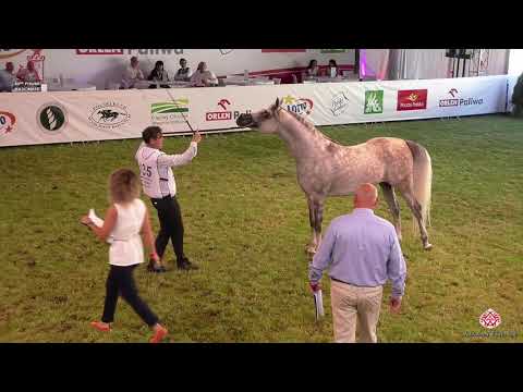 N 135 EMPOWER   2020 PRIDE OF POLAND   42nd Arabian Horse National Show   4 6 Years Old Stallions Cl
