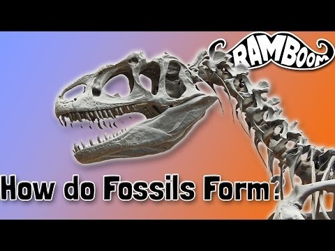 How do Fossils Form?