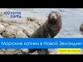 Морские котики в Новой Зеландии 