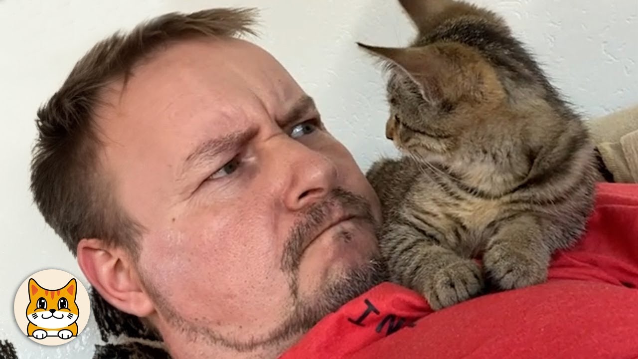 Cats Being Funny with Their Humans – Too Cute!