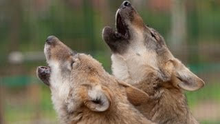 preview picture of video 'Wolfcenter Dörverden Start Video-Kanal Trailer zum Thema Wolf Wölfe in Deutschland'
