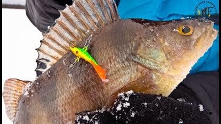Крупные окуни зимой на балансир