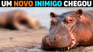 🚨AGORA: O Animal que está DEC4PITANDO HIPOPÓTAMOS adultos na África