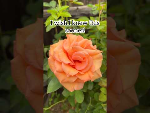 🌹 Epsom salts keep roses healthy! The magnesium helps with nutrient uptake! #roses #gardening