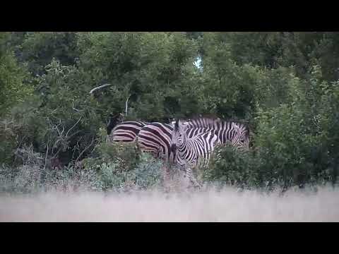 Djuma: Wildebeest, Zebras and Impalas - 18:01 - 03/25/19