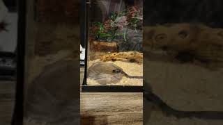 Kingsnake Reptiles Videos