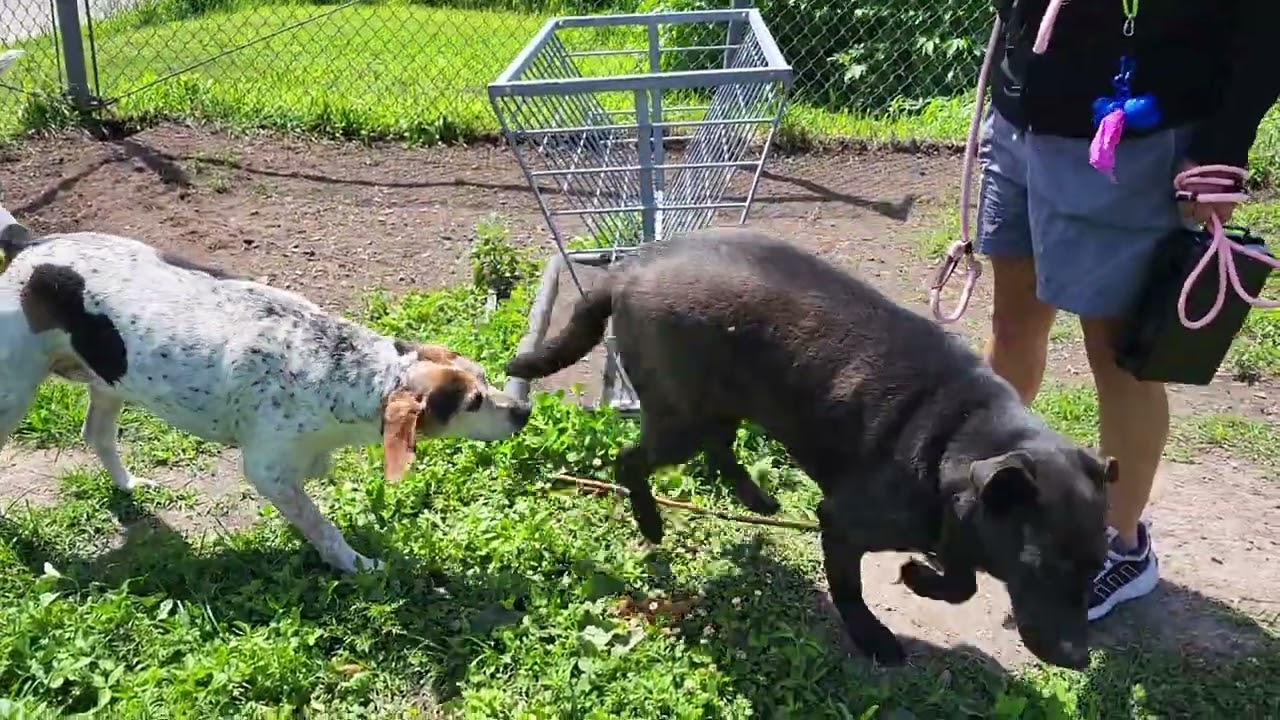 Enlarge Liza Jane, a ADOPTABLE Bluetick Coonhound in Michigan City, IN video 4/6
