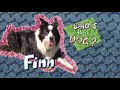 Martha Speaks Who S That Dog Finn
