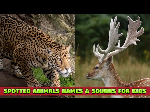Spotted Animals for Kids - Spotting Animals with the Most Beautiful Spots and Stripes #animalnames