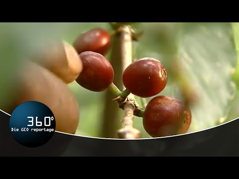 Wo der wilde Kaffee wächst