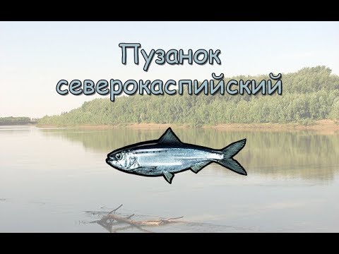 Русская рыбалка 3.99 Пузанок северокаспийский
