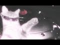 MONTAGEM MIAU Super Slowed