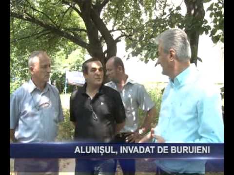 alunisul invadat de buruieni