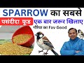 Sparrow गौरैया चिड़िया को ये Food एक बार जरूर �