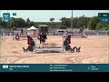 Caballo castrado Silla Francés En venta 2022 Negro por James bond d'azur