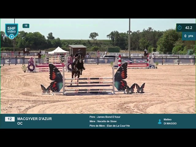 Caballo castrado Silla Franc&eacute;s En venta 2022 Negro por James bond d'azur