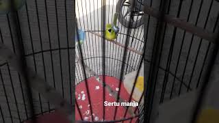 Download lagu suara sertu cari lawan mp3