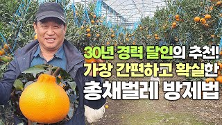 총채벌레 퇴치 어렵다면 이렇게! 30년 고수의 감귤 해충 방제법