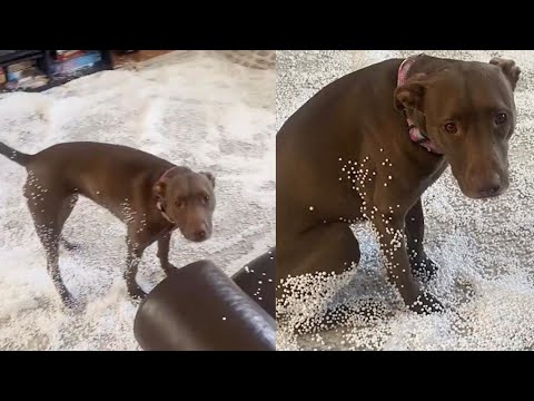 Naughty Pooch Makes A Huge Mess On The Floor