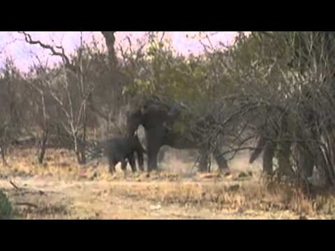 The Ups & Downs of an Elephant Sighting  August 30, 2015