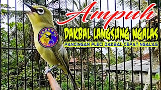 Download lagu Pancingan Pleci dakbal agar cepat Nyahut dan ngalas Buka paruh mp3