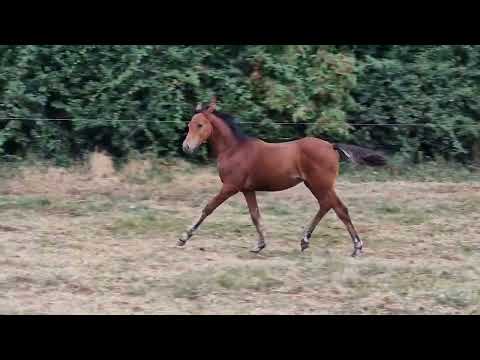 Bay colt foal - Image 2