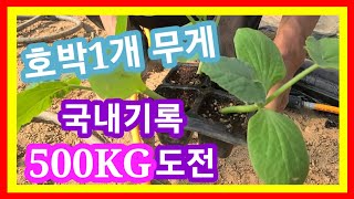 슈퍼호박 무게 5️⃣0️⃣0️⃣KG 국내 최고기록 도전~자이언트 호박 슈퍼호박 재배,종자 전원일기,인간극장,…