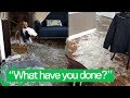 Naughty Dog Destroys Pillow And Scatters Feathers Around The House