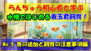 らんちゅう（金魚）初心者と一緒に学ぶ水槽での善玉君飼育No.5 魚の追加と飼育の注意事項