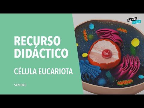 The eukaryotic cell: parts and functions