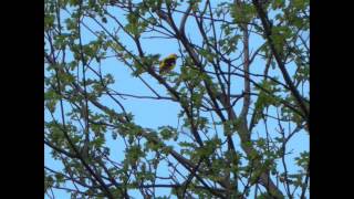 Nature , animals , landscapes, plants in east Poland.